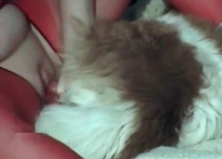 Tight pussy destroyed by a shaggy dog