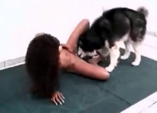Horny husky enjoying raw bestiality