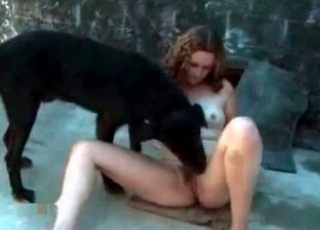 Black dog enjoying this cunnilingus session