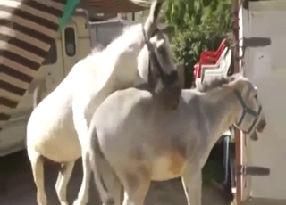 Donkey fucking with plenty of crazy doggystyle