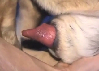 Old yet sexy dog sitting down on his meaty cock