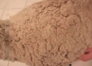 Anal fucking with a sheep slut