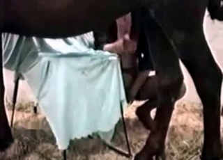 Brown horse seduced by a human slut