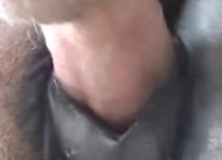 Horse's tight ass gets wrecked on cam