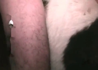 Dog gets fucked by the horny owner