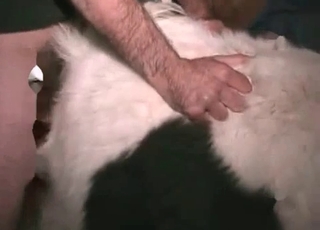 Dog gets fucked by the horny owner