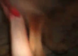 Pervy bestiality banging with a horny dog