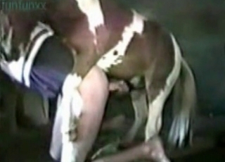 Big-dicked horse loves fucking bitches