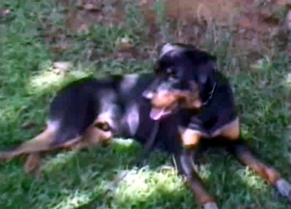 Dog seducing a busty bitch on cam