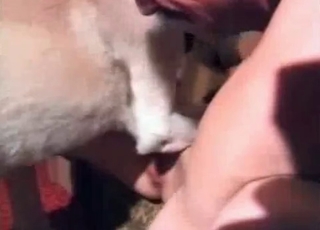 Horny animal licking a dripping pussy