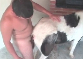 Horny horse enjoying hardcore sex