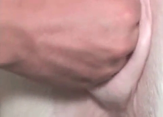 Horny horse enjoying hardcore sex