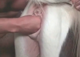 Horny horse enjoying hardcore sex