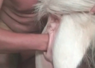 Horny horse enjoying hardcore sex