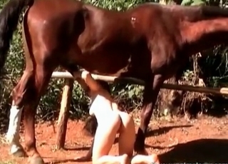Horny zoophile sucking brown horse cock