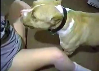 Juicy pussy licked by a mutt