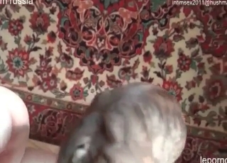 Fast and furious hardcore with a dog