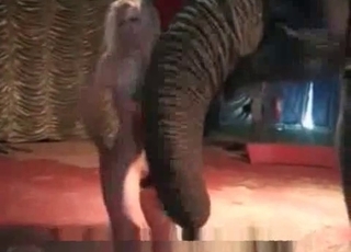 Bestiality video featuring an elephant