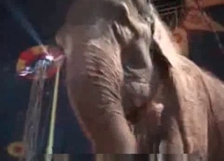 Bestiality video featuring an elephant