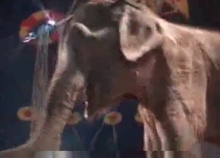 Bestiality video featuring an elephant