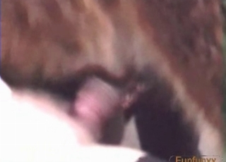 Zoophile babe fucking a brown animal