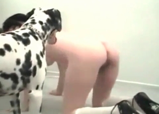 Close-up shots of hardcore bestiality