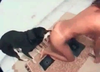 Neat pussy and a tiny little puppy