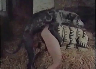 Dog enjoying perverted bestiality