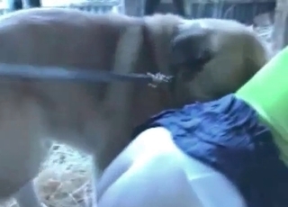 Passionate blowjob for a horny animal