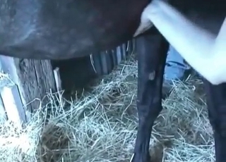 Passionate blowjob for a horny animal