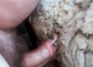 Anal fucking with a cute farm animal