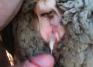 Anal fucking with a cute farm animal