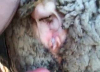 Anal fucking with a cute farm animal