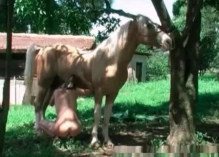 Horse enjoying masturbation action