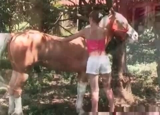 Horse enjoying masturbation action