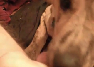 Dog enjoying this blowjob session