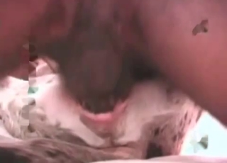 Dog enjoying deep anal dicking on cam