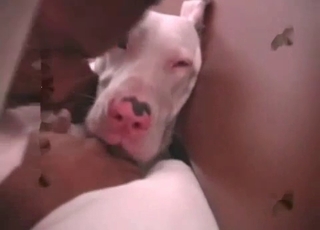 Dog enjoying deep anal dicking on cam