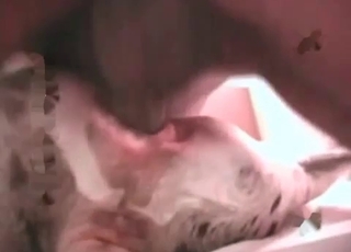 Dog enjoying deep anal dicking on cam