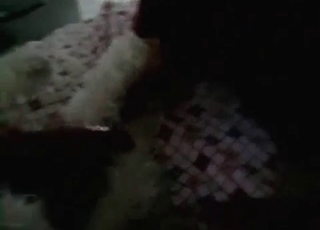 Seductive dog gets a blowjob from the owner