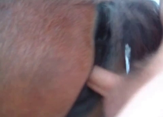 POV fucking session with a horny horse