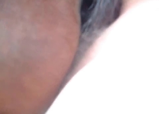 POV fucking session with a horny horse
