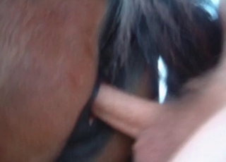 POV fucking session with a horny horse
