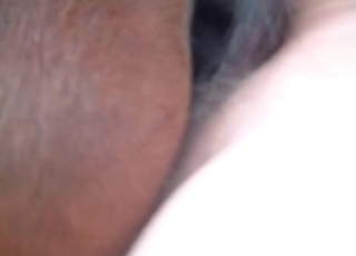 POV fucking session with a horny horse