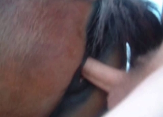 POV fucking session with a horny horse