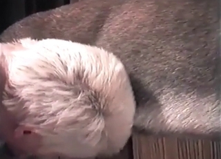 Dog gets seduced by a kinky owner