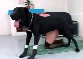 Insane dog and a submissive slut