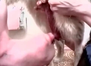 Weird-looking dog cock in HD