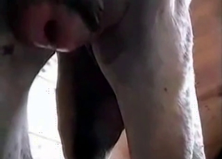 Insanely hot sex with a stallion