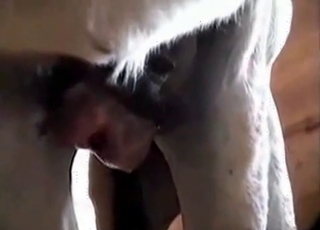 Insanely hot sex with a stallion